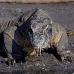 dragon_komodo_hsb_rinca_v_1517_kom3862.jpg